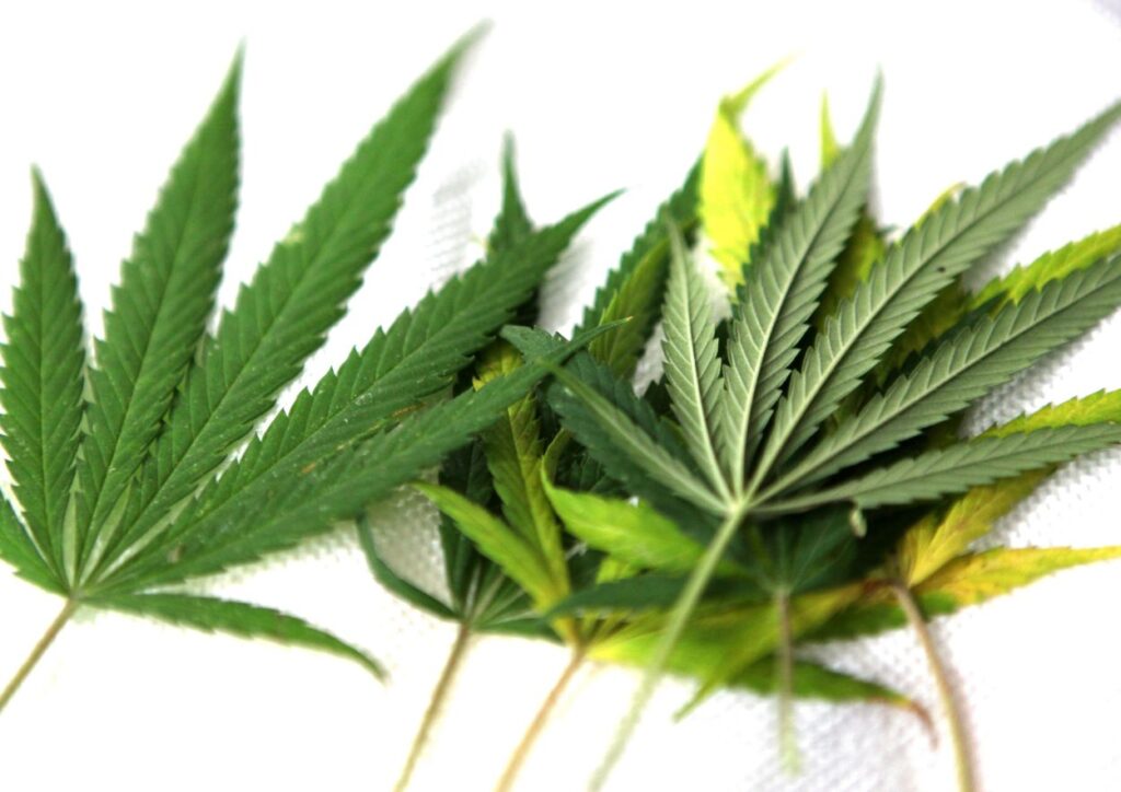 Cannabis Strain 1