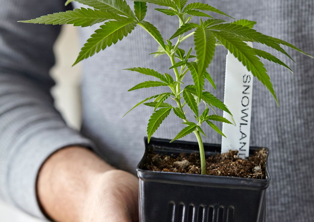 Cannabis Strain 5