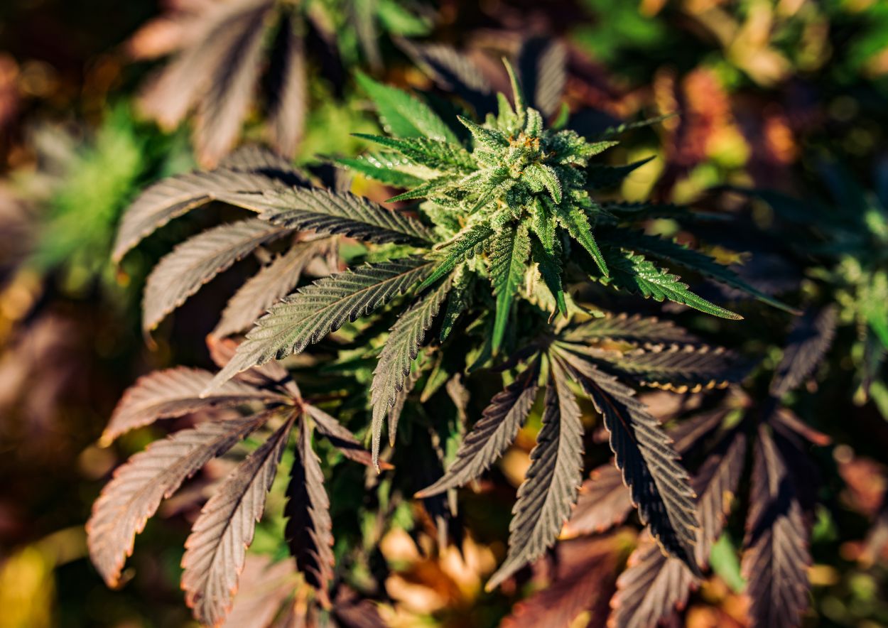 Cannabis Strain 2