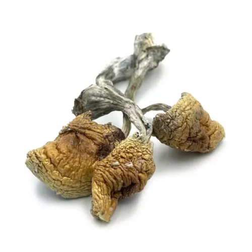 Daddy Long Legs Magic Mushrooms