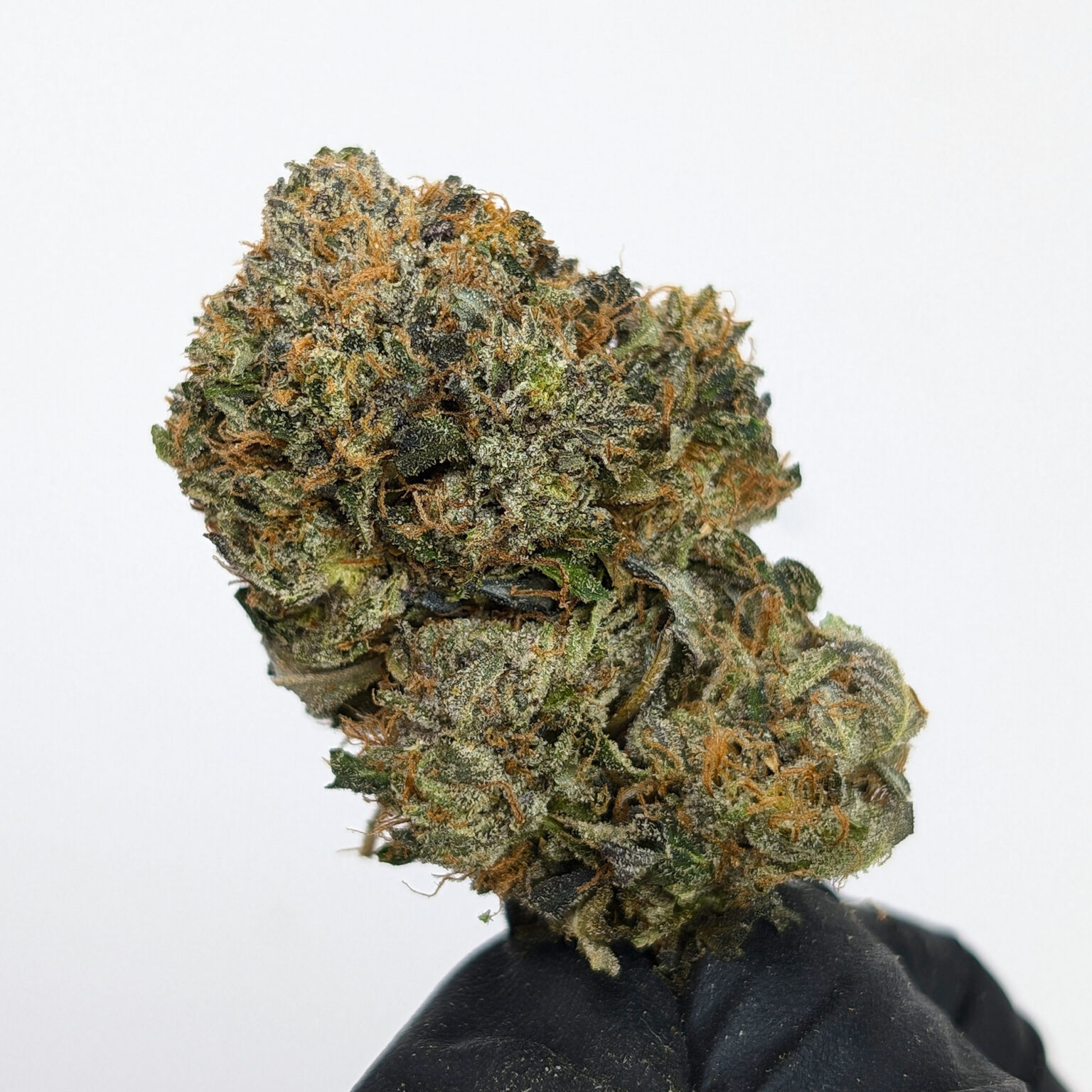 Buy Tuna OG Online in Canada