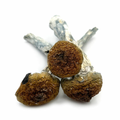 Gold Member Magic Mushroom
