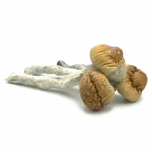 Penis Envy Magic Mushroom