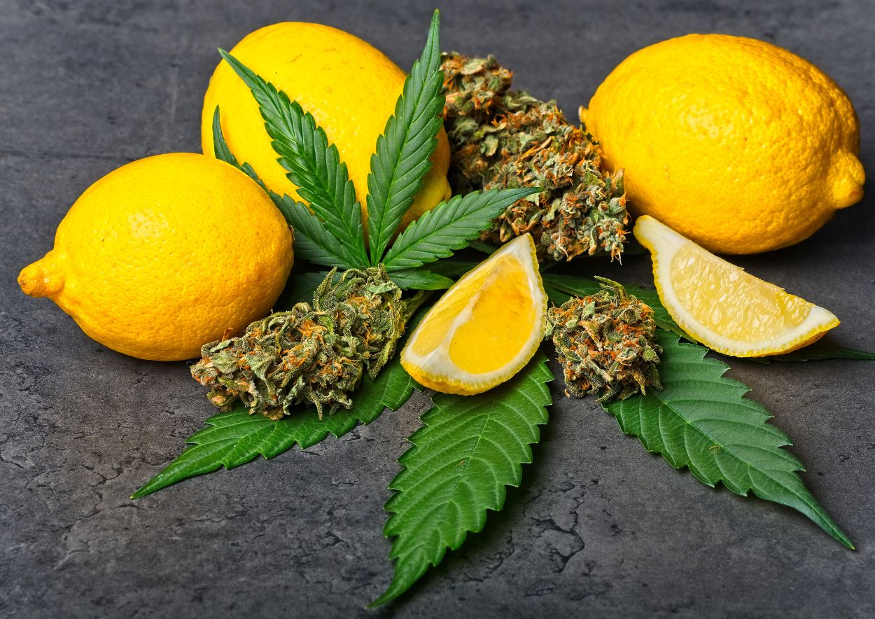 Cannabis Terpenes 3