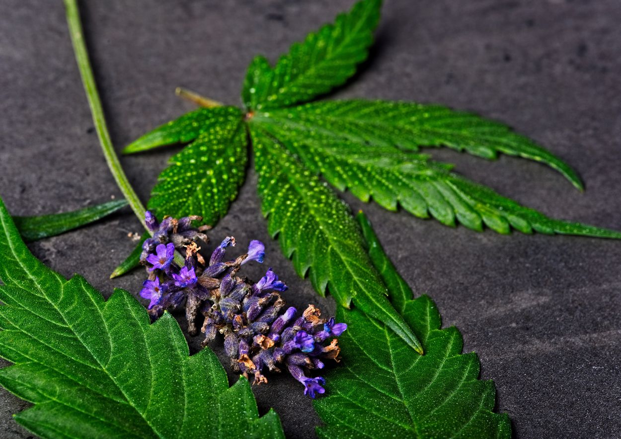 Cannabis Terpenes 4