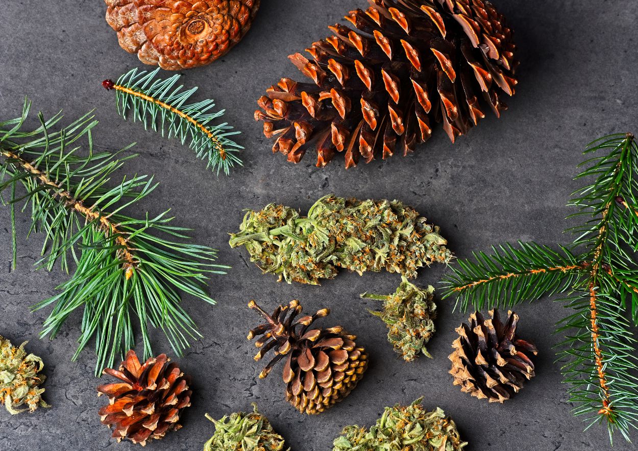 Cannabis Terpenes 5