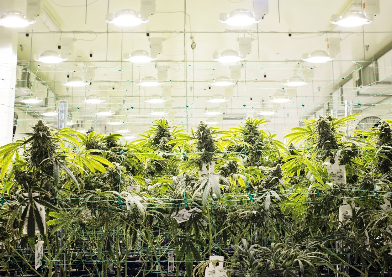 Cannabis Cultivation 2