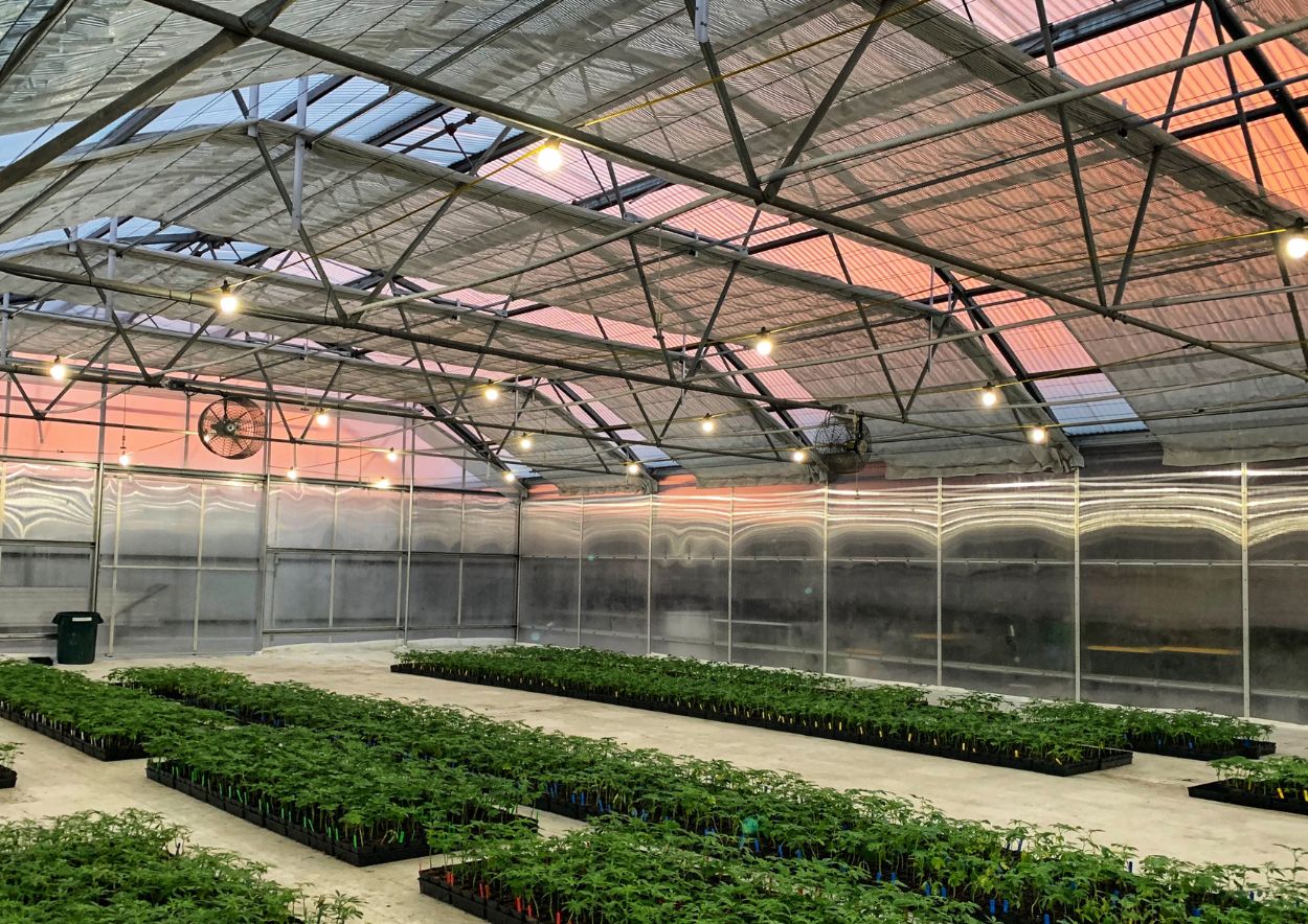 Cannabis Cultivation 5