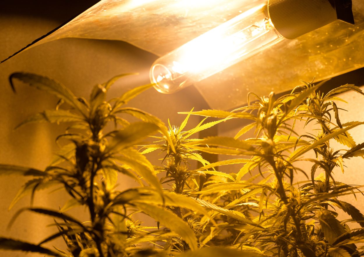 Cannabis Cultivation 4