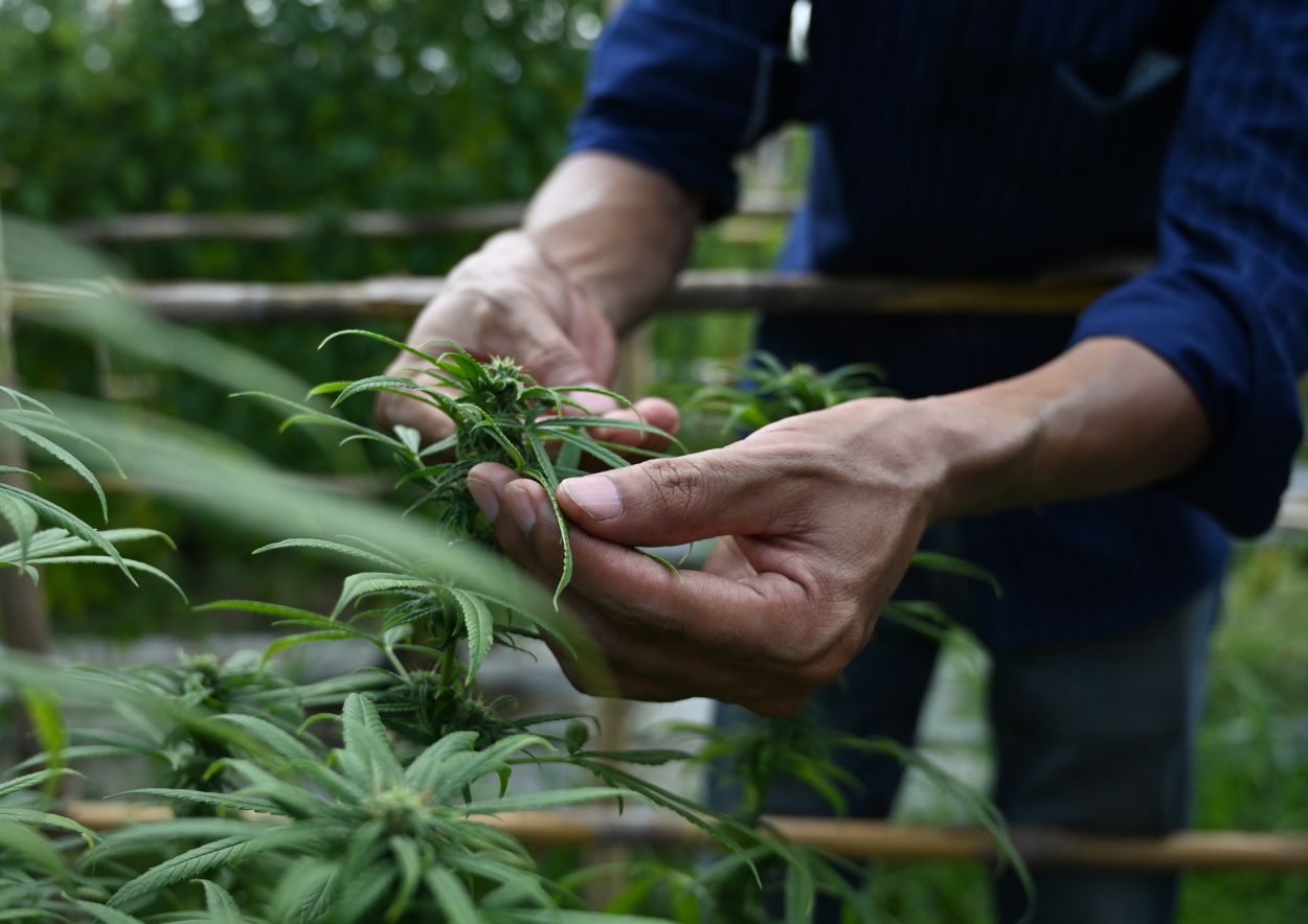 Cannabis Cultivation 3