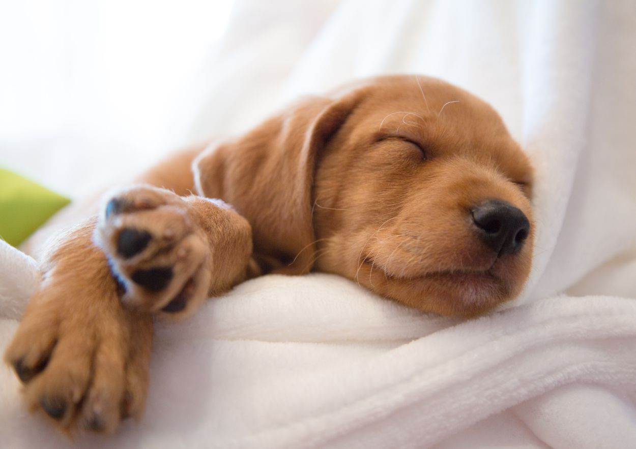 Cannabis and Sleep 5
