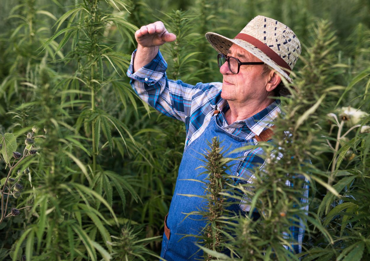 Cannabis and Mental Health 2