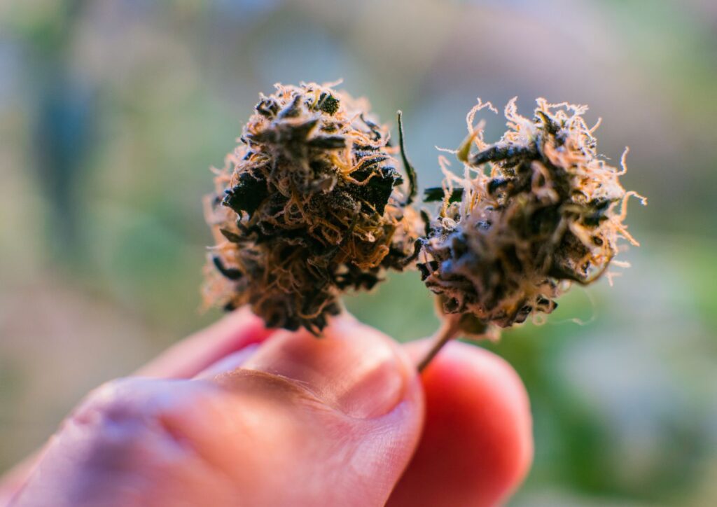 Strains for Treating Inflammation