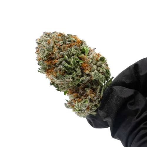 Kush Berry (AAA)