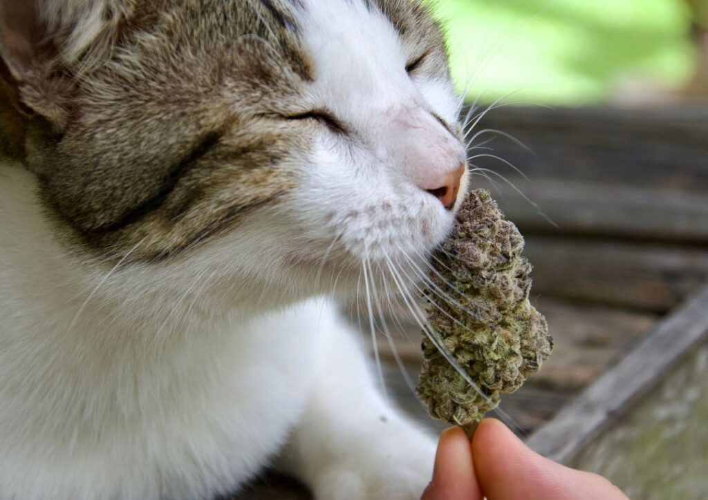 Cannabis Products on Pets