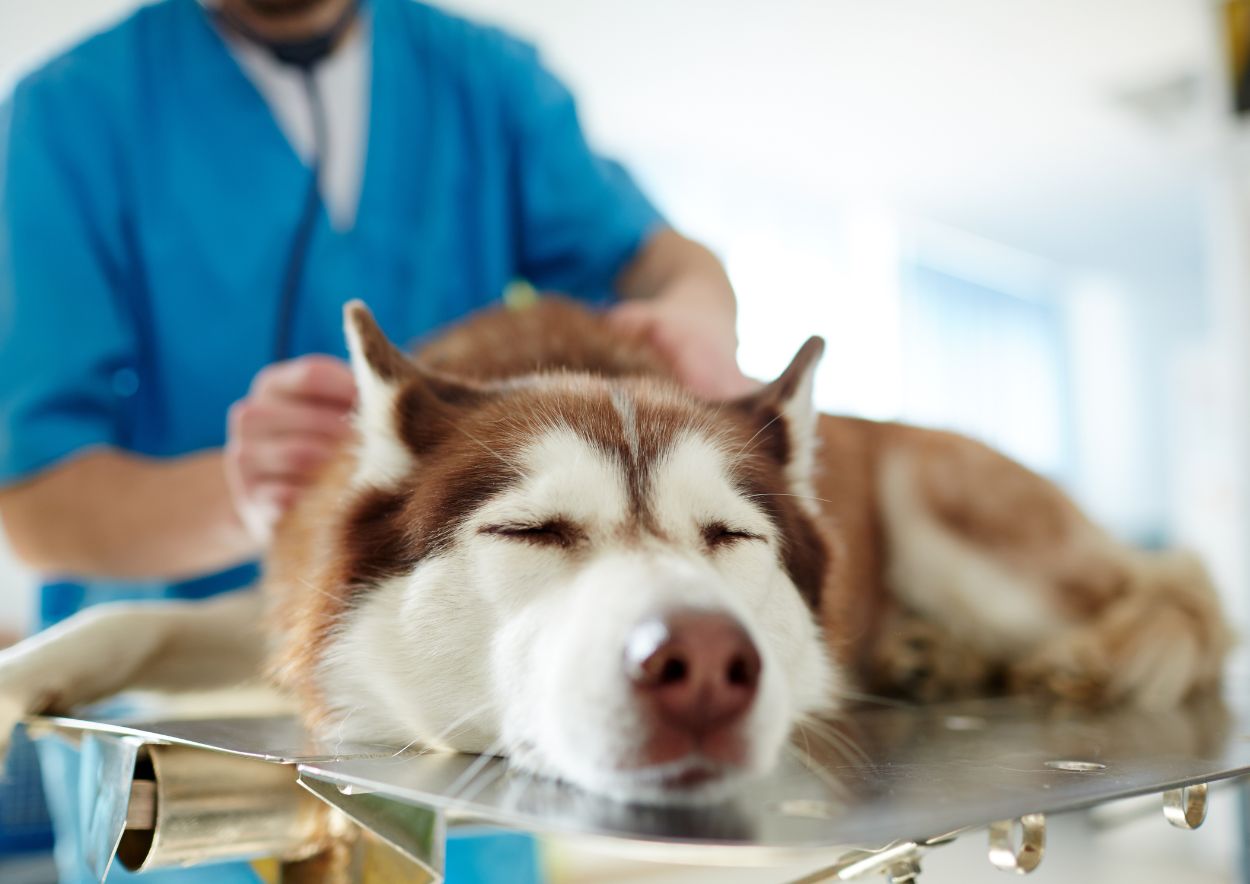 Pet Consent and Quality of Life