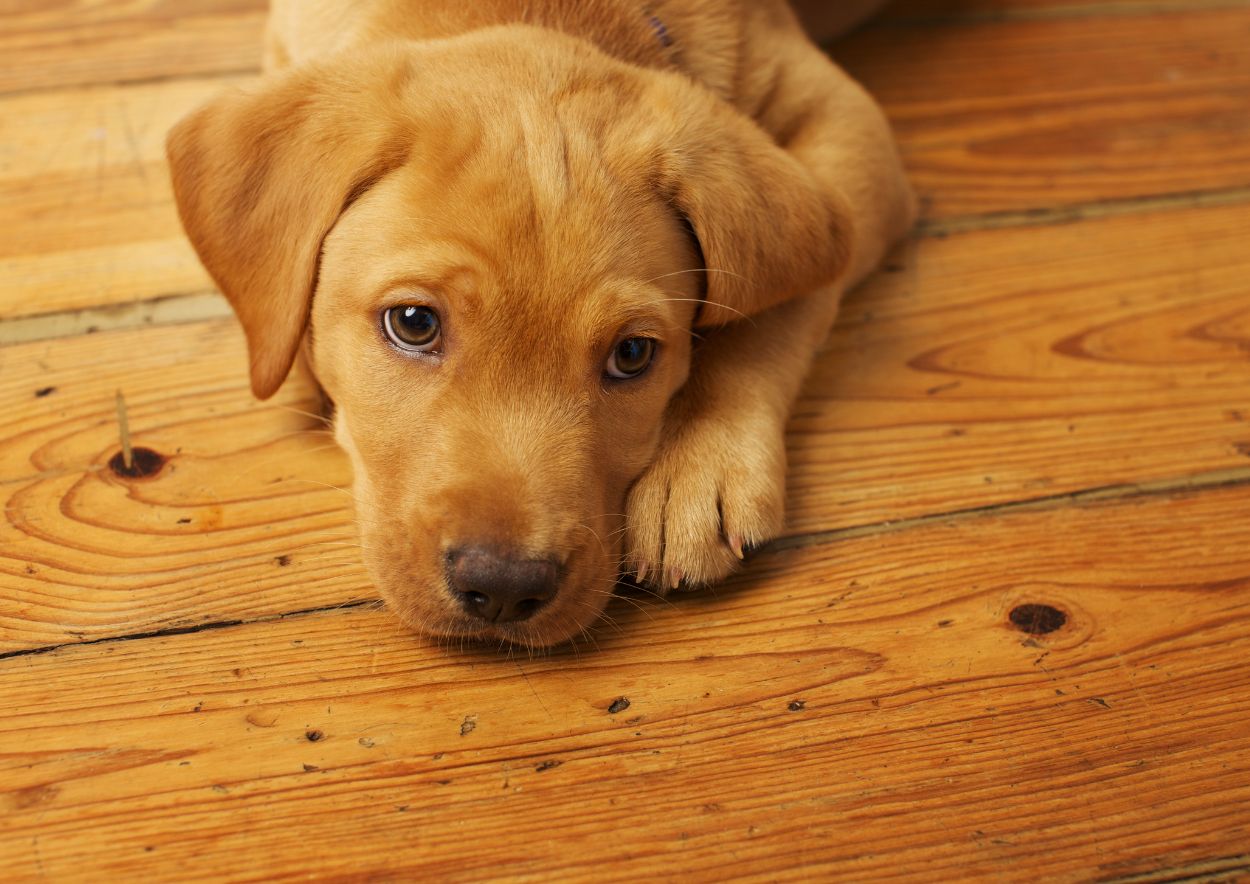 The Impact on Pet Behavior