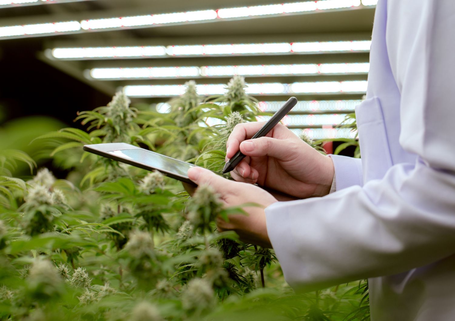Budget-Friendly Ways to Boost Your High