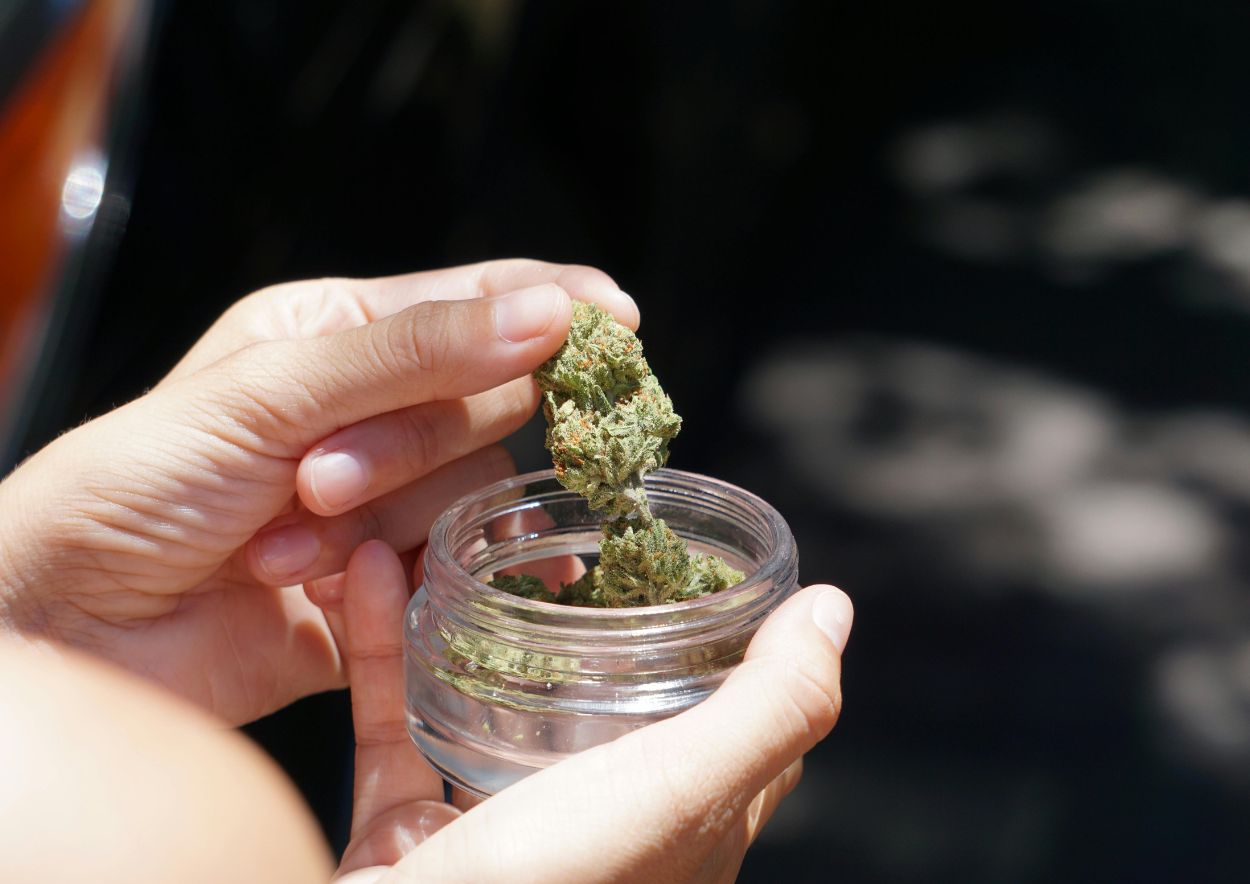 The Science of Potency in Cannabis Trimmings