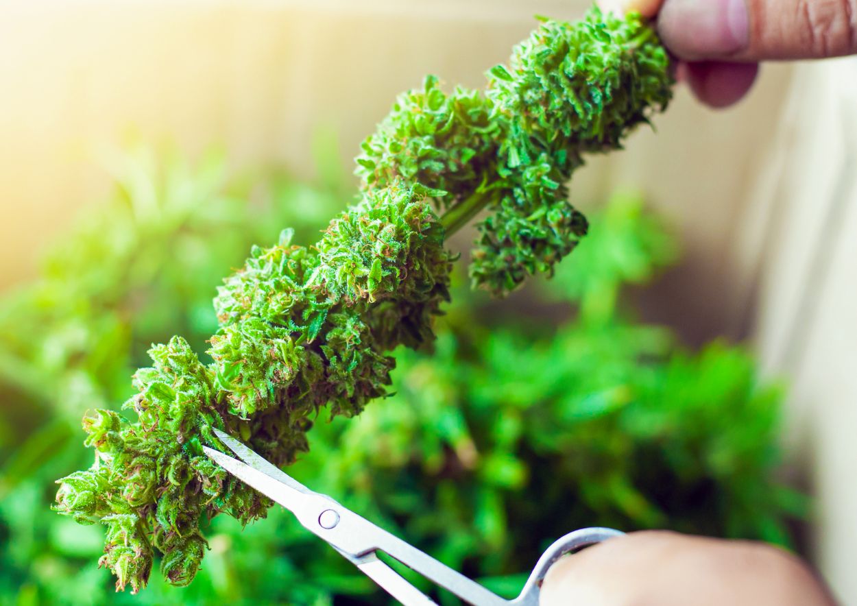 Why Trimmings Are Perfect for Edibles