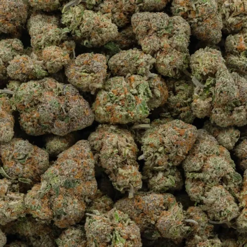 Frozen Gelato (AAA)