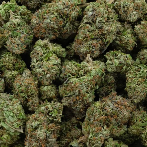 Pink Alien (AAAA)