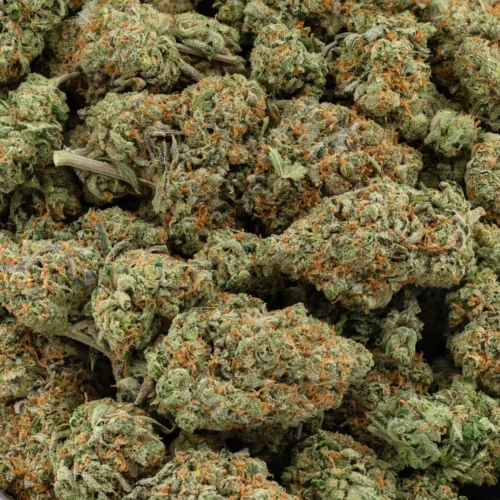Red Congo (AAAA)