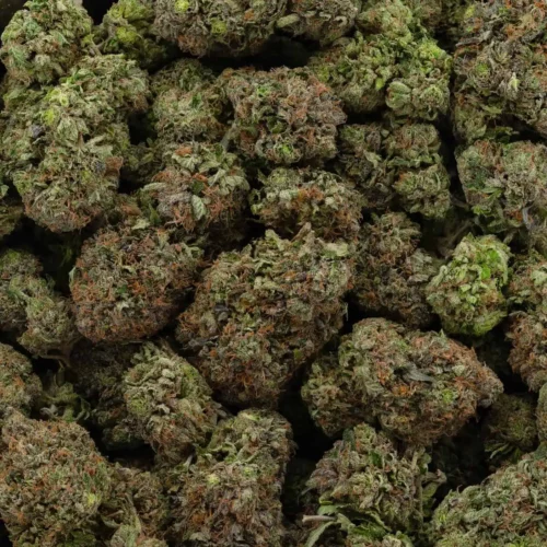 Pink Rockstar (AAAA+)