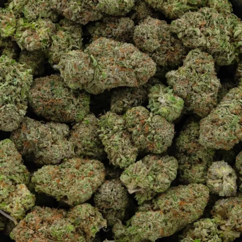 Platinum Tuna (AAAA)