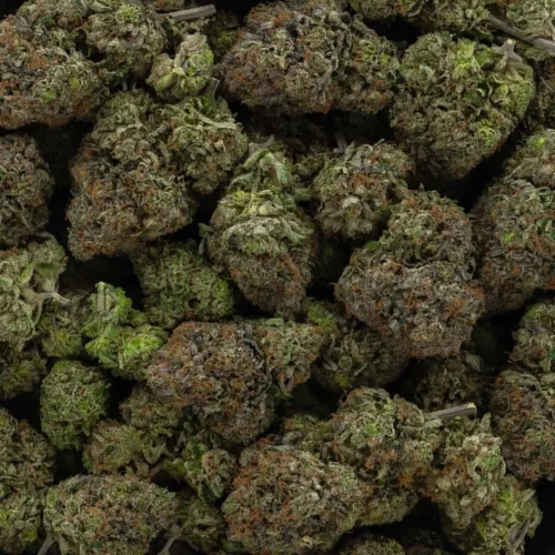 Lindsay Rockstar (AAAA+)