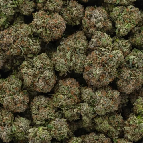 Platinum Rockstar (AAAA)