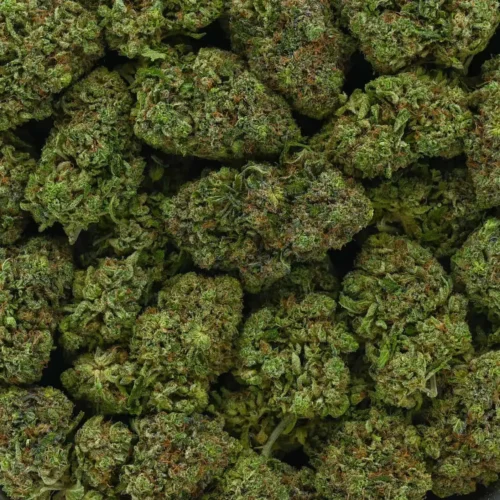 Orange Crush (AAAA)