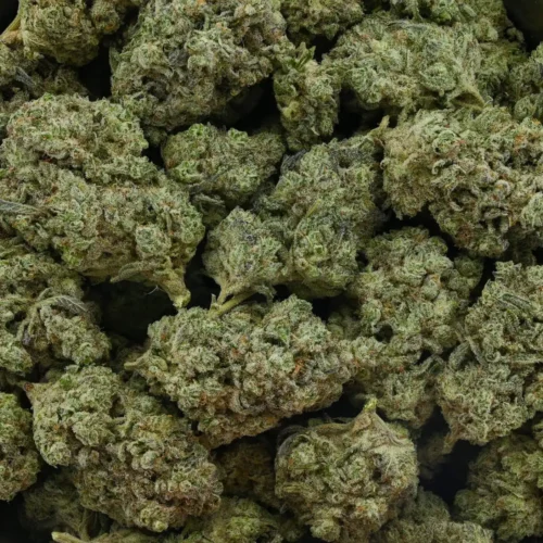 Great White Shark (AAAA)