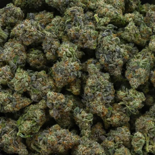 Purple Mac (AAAA)