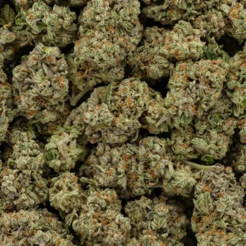 White Rhino (AAA+)