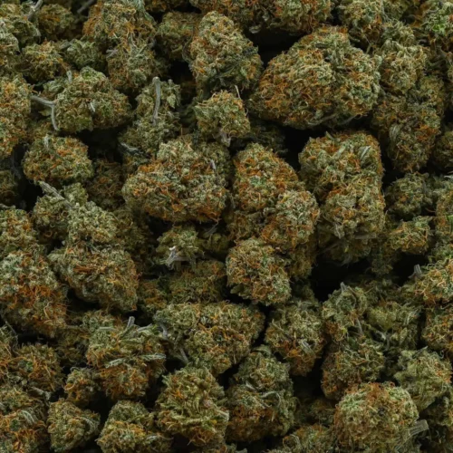 Jack Herer (AAA)