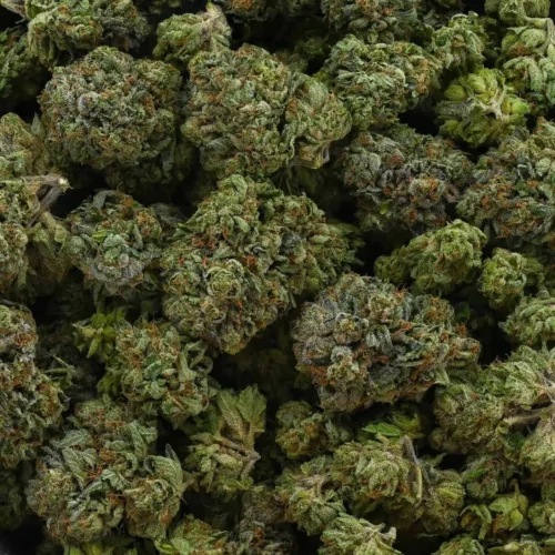 White Walker Bubba (AAA+)