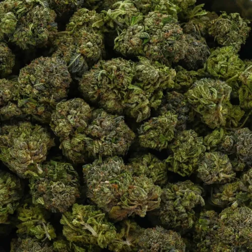 Hindu Bubba (AAAA)